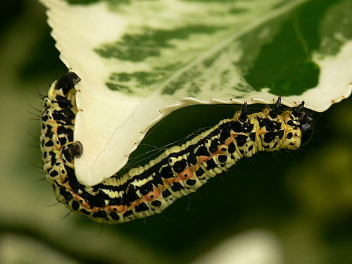 Abraxas grossulariata, Magpie moth, geometridae