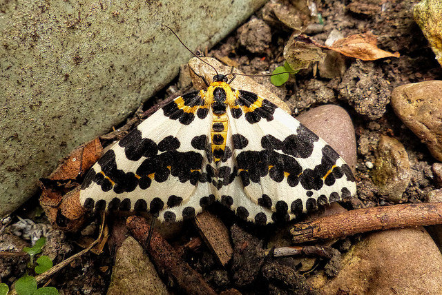 Abraxas grossulariata, Magpie moth, geometridae