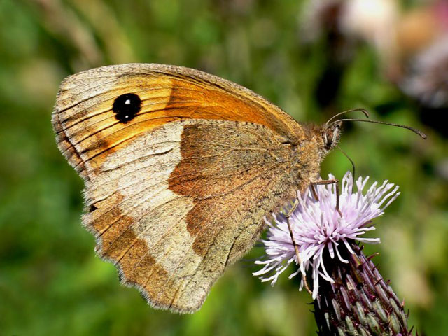 Maniola jurtina