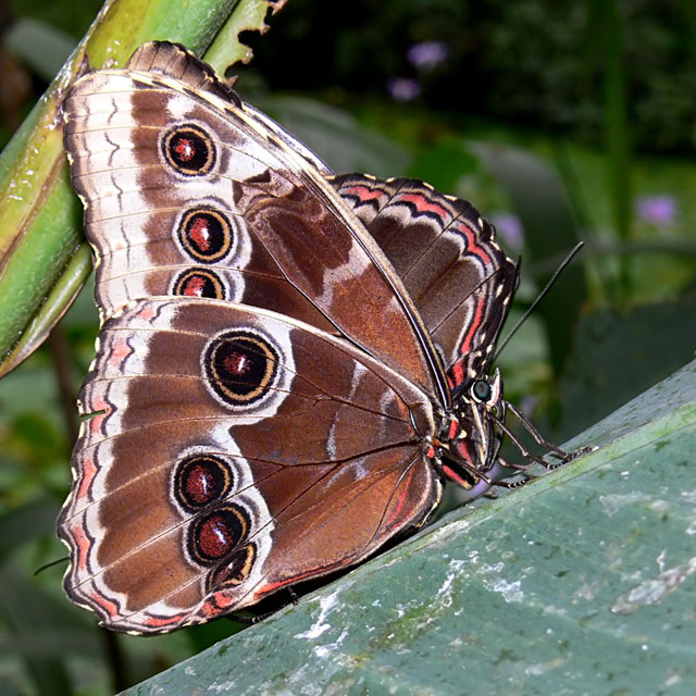 Blue Morpho (Morpho peleides)