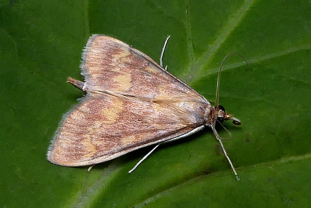 European Corn-borer