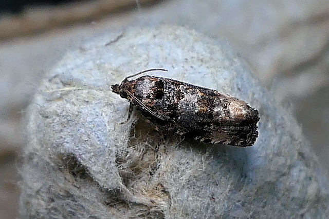 Oak Gall Moth (Pammene argyrana)