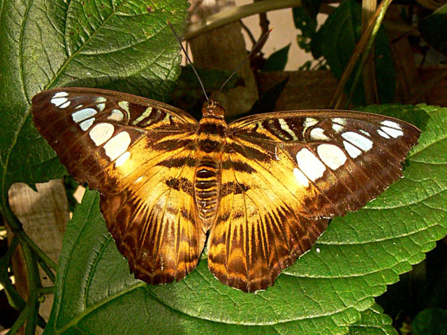 Parthenos sylvia