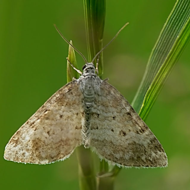 Périzome du Rhinanthe - Perizoma albulata