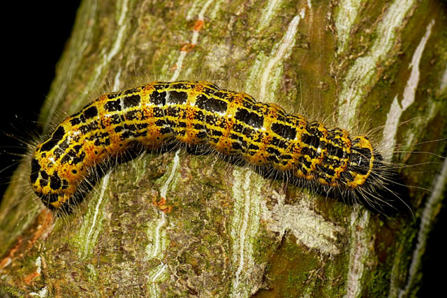 Buff-tip Moth caterpillar - Phalera bucephala