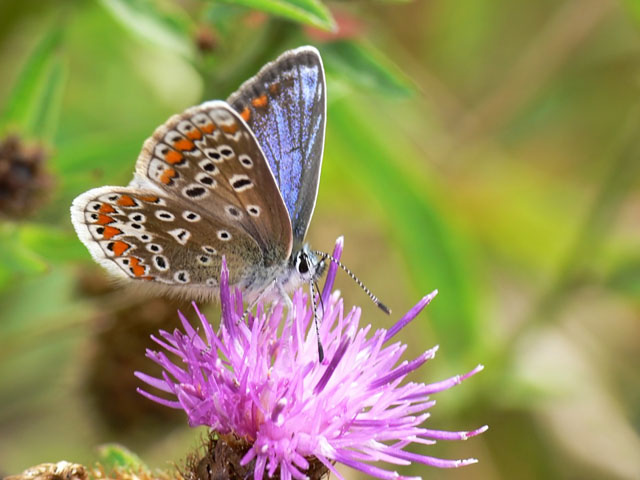 Polyommatus icarus, Common Blue Butterfly