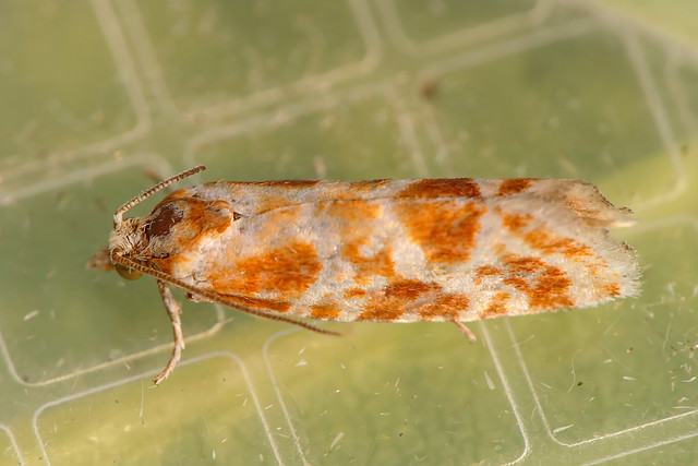 Orange-spotted Shoot moth