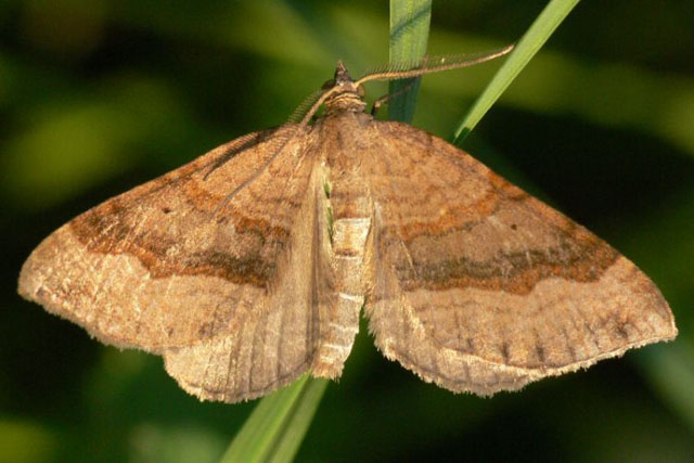 Shaded Broad-bar - Scotopteryx chenopodiata