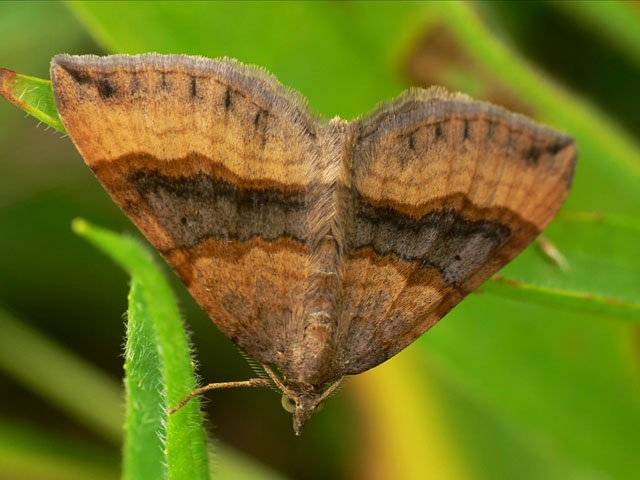 Phalène de l'ansérine- Scotopteryx chenopodiata
