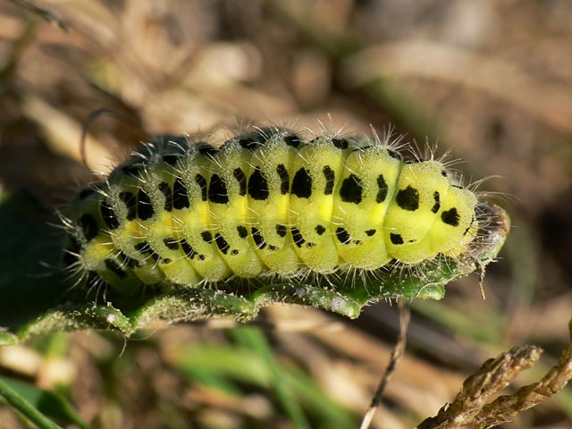 Zygaena filipendulae caterpillar