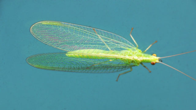 Chrysoperla carnea