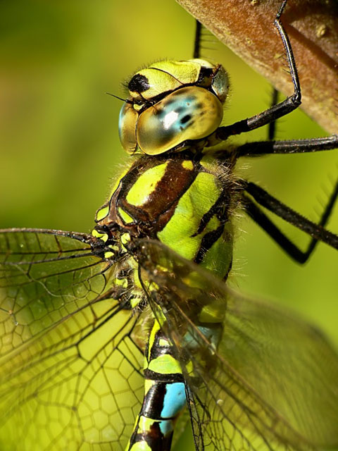 Aeshna cyanea Southern Hawker - Aeshna cyanea