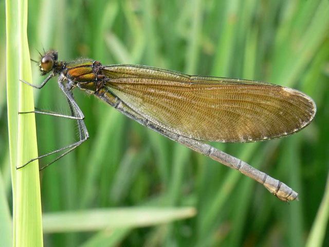 Beautiful Demoiselle (f)