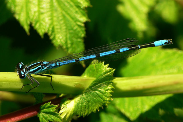 Azure Damselfly Coenagrion puella