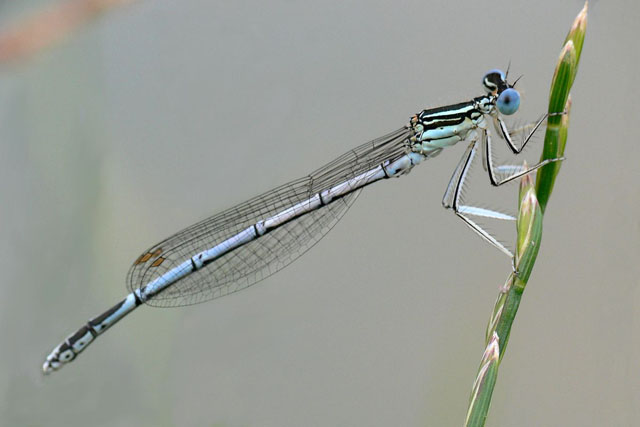 Platycnemis pennipes
