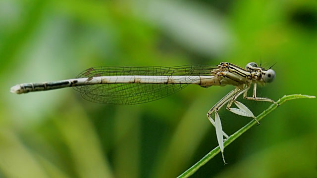Platycnemis latipes