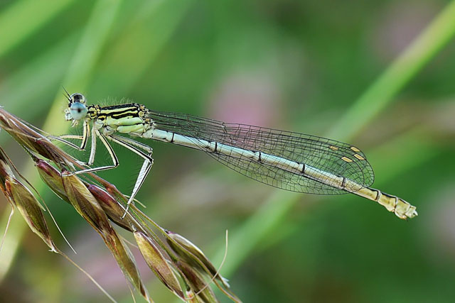 Platycnemis pennipes Platycnemis pennipes