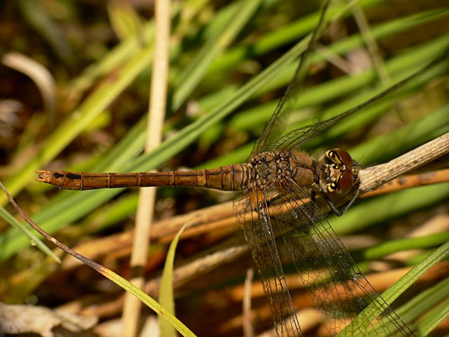 Female Ruddy Darter Sympetrum sanguineum