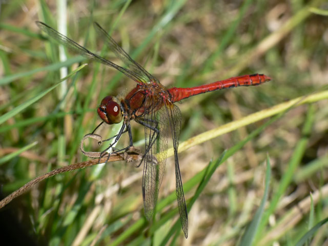 Ruddy Darter (male)