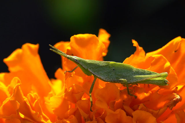 Atractomorpha