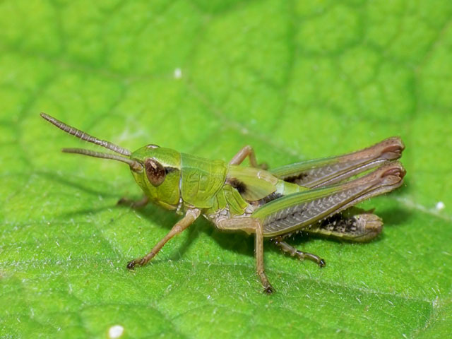 Chorthippus parallelus