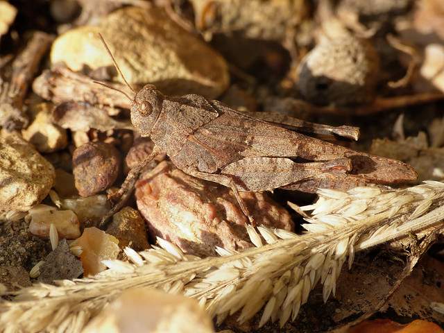 Oedipoda caerulescens