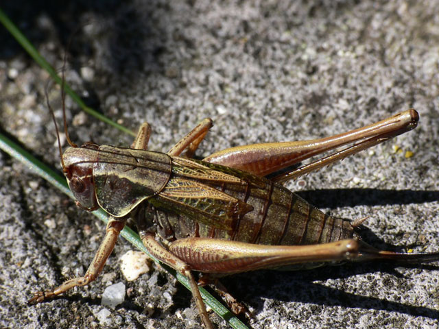 Female Roesel's Bush Cricket Female Roesel's Bush Cricket