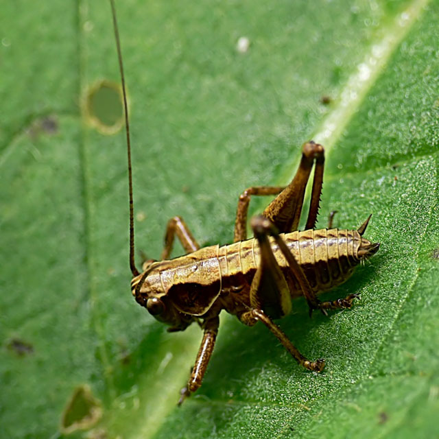 Pholidoptera griseoaptera